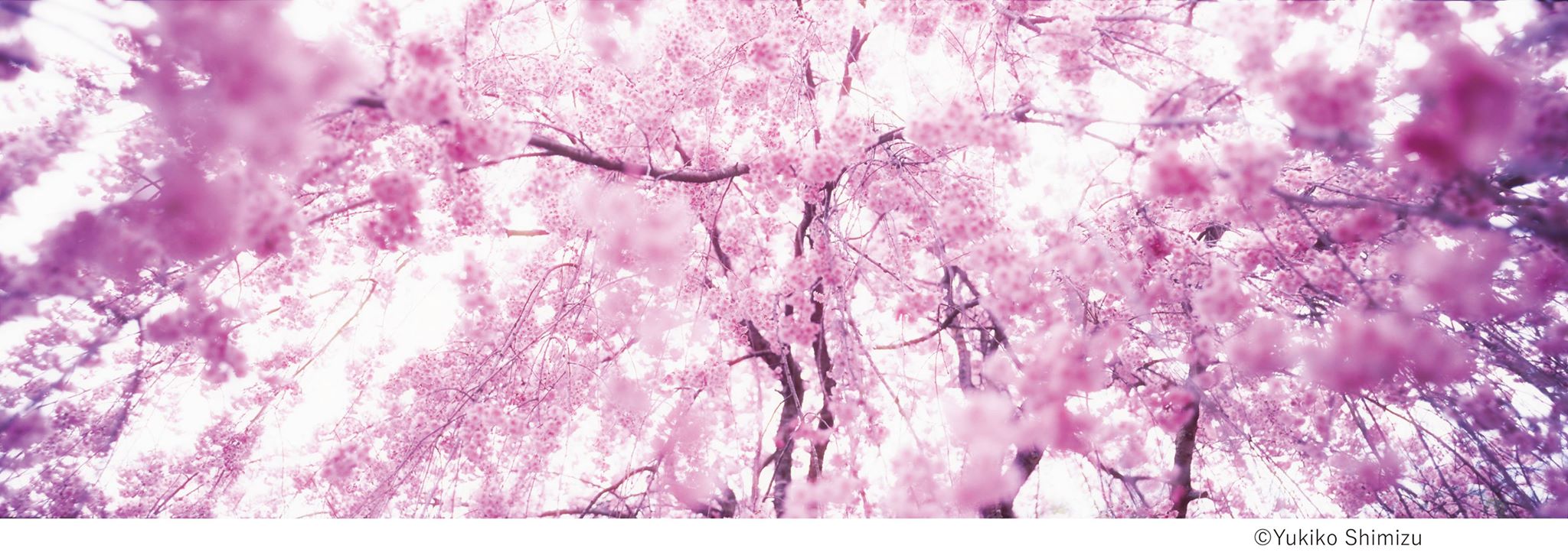 桜×中目黒×アート 中目黒アート花見会「SAKURA Group」展 【今週のおすすめアート】